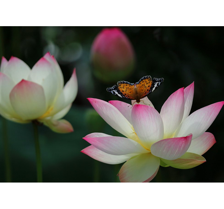 Fényes loto virág pillangók falfestmény - TenStickers