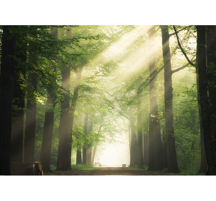 Ragyogó zöld erdők erdei festmények - TenStickers