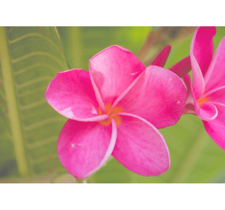 Rózsaszín virágos falfestmények - TenStickers