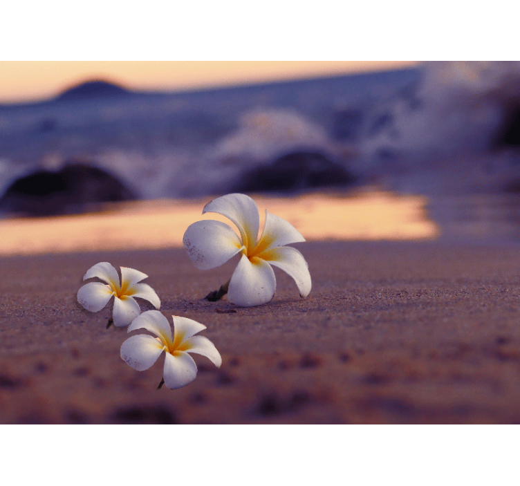 Trópusi virágok háromasa - mák falfestmények - TenStickers