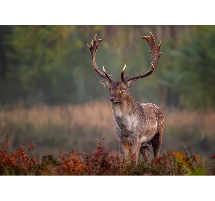 Magányos szarvas a mező falfestményén - TenStickers