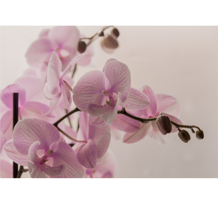 Orchidea tervezés házasság fototapéta - TenStickers