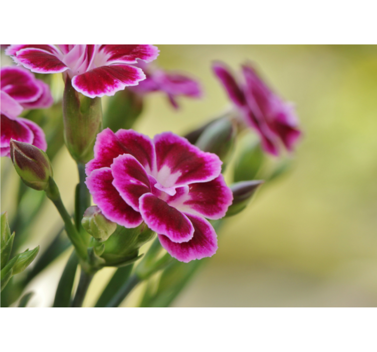 Virágos öröm mák falfestmények - TenStickers