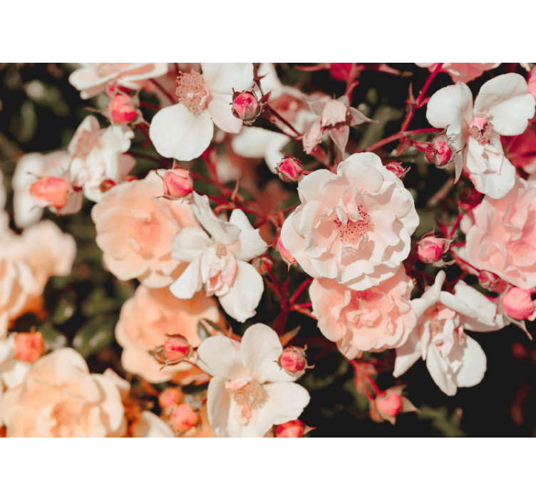 Virág falfestmények rózsás szirmokkal - TenStickers