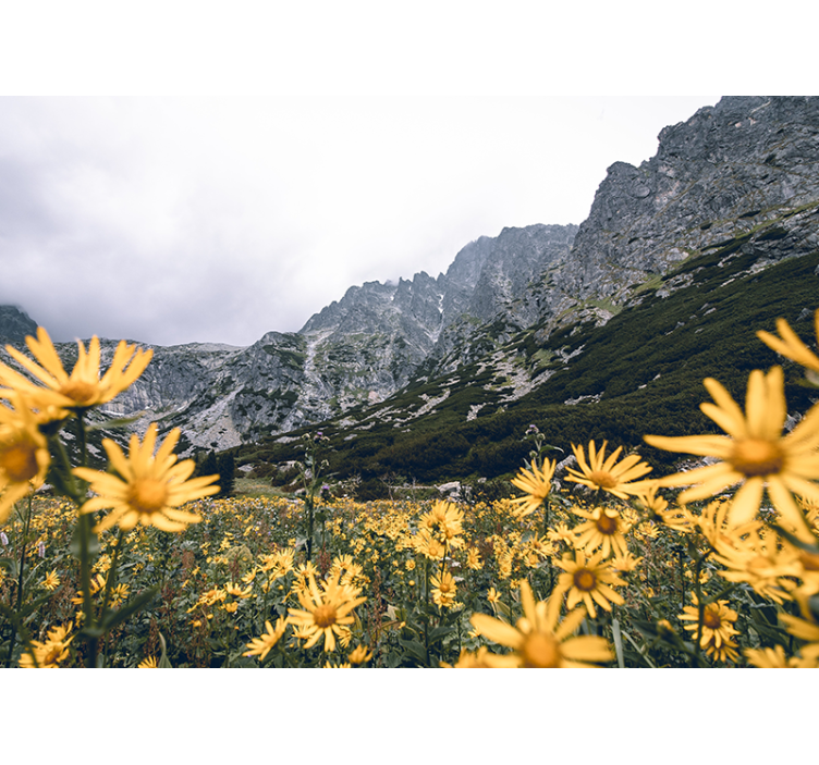 Sárga virágmező falfestmények - TenStickers