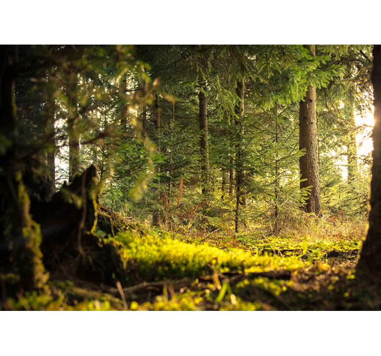 Nyugodt zöld táj erdei festmények - TenStickers