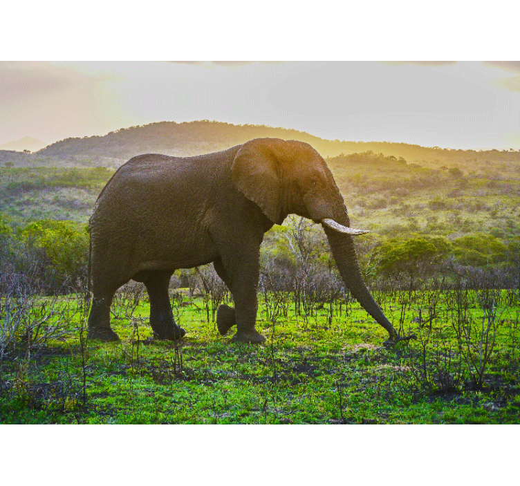 Fenséges elefánt jelenet Állati falfestmények - TenStickers