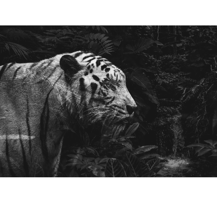 Fenséges fehér tigris Állati fototapéta - TenStickers