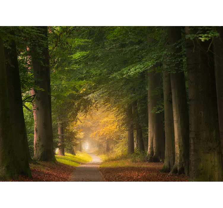 Utca az erdő falfestményén keresztül - TenStickers