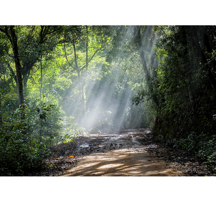Fénylő erdőösvény természeti falikárpitok - TenStickers