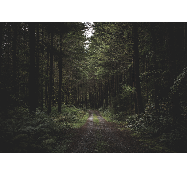 Zölderdő Ösvény természeti falikárpitok - TenStickers