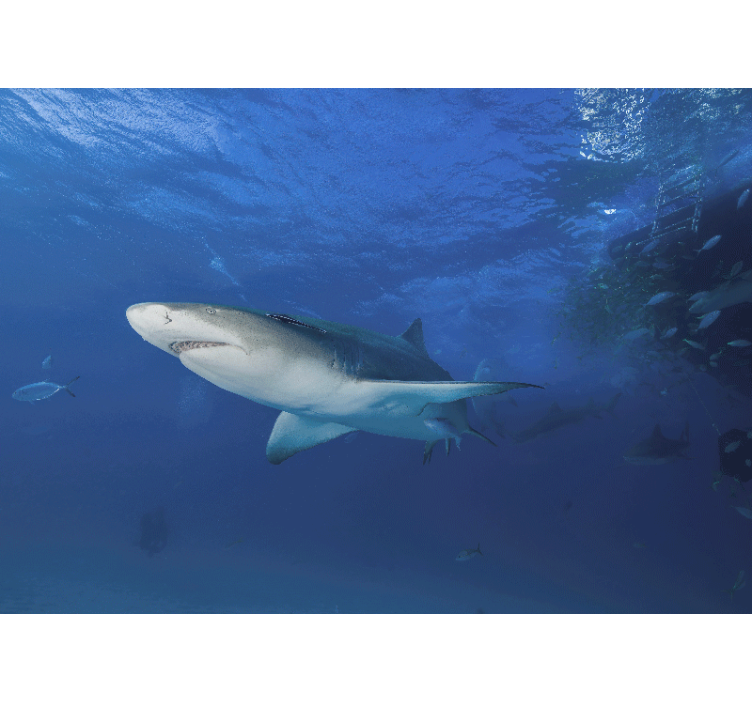Fenséges cápa felfedezés állati falfestmények - TenStickers