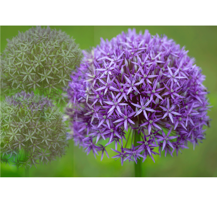 Mák falfestmények lila virágkompozícióval - TenStickers