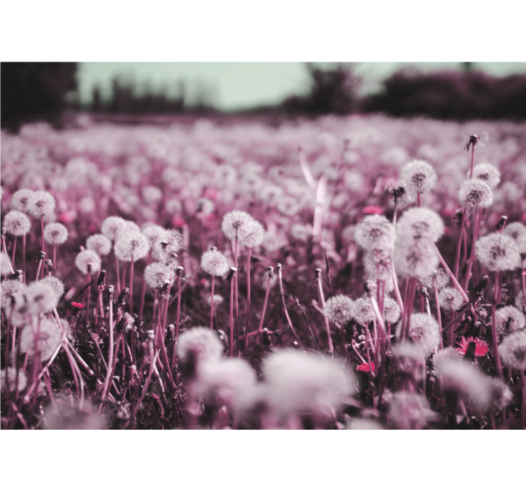 Lila mező jelenet Pitypang fototapéta - TenStickers