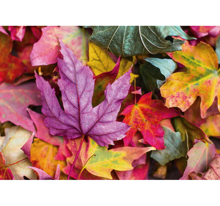 Színes levélminták virág falfestmények - TenStickers