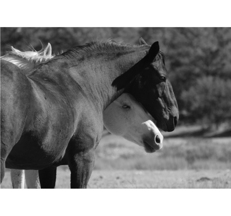 Lóbarátság állati falfestmények - TenStickers