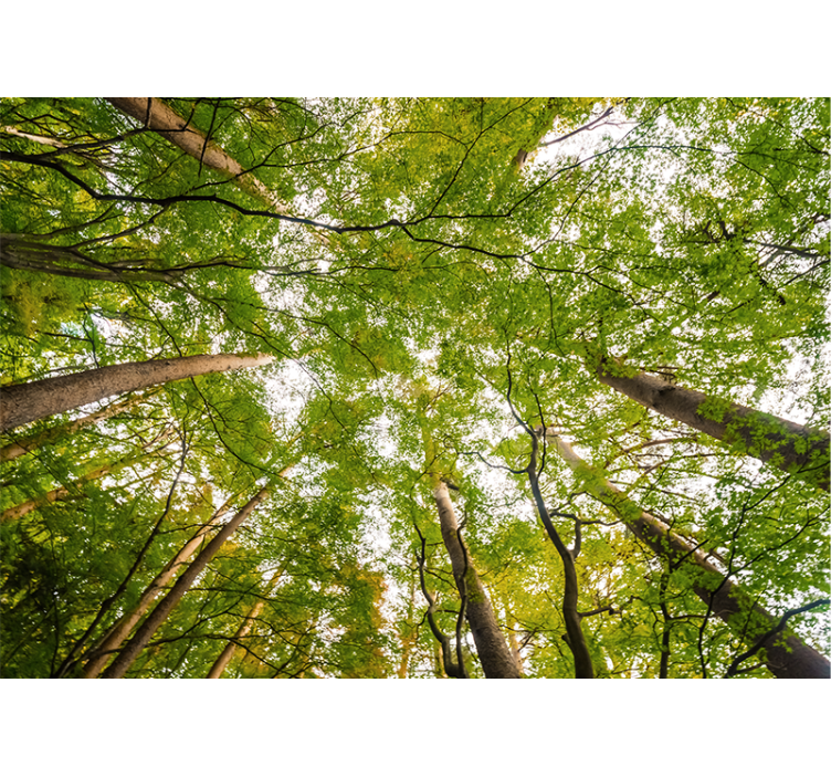 Buja zöld lombkorona Erdei festmények - TenStickers