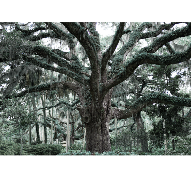 Hatalmas fákat borított moha erdei falfestmény - TenStickers