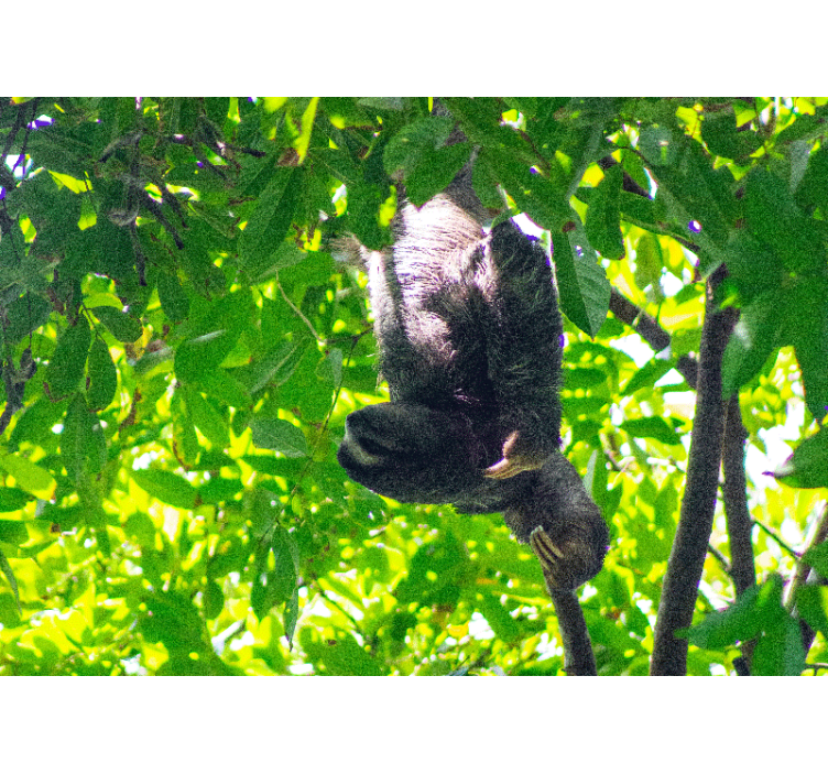 Lassúmozgó zöld növények - Állati falfestmények - TenStickers