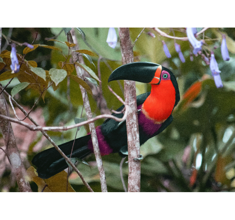 Színes tukan kiállítás Állati falfestmények - TenStickers
