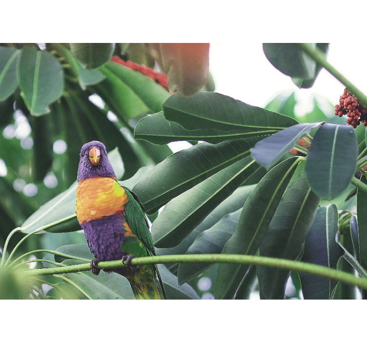 Imádnivaló színes madarak afrikai falfestmény - TenStickers