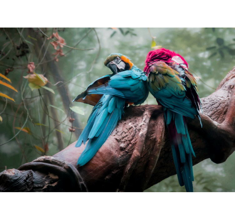 Színes papagájok Ölelése Állati falfestmények - TenStickers