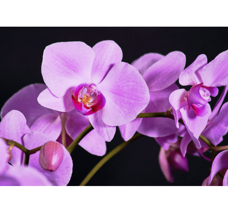 Elegáns orchidea virágok falfestmény - TenStickers