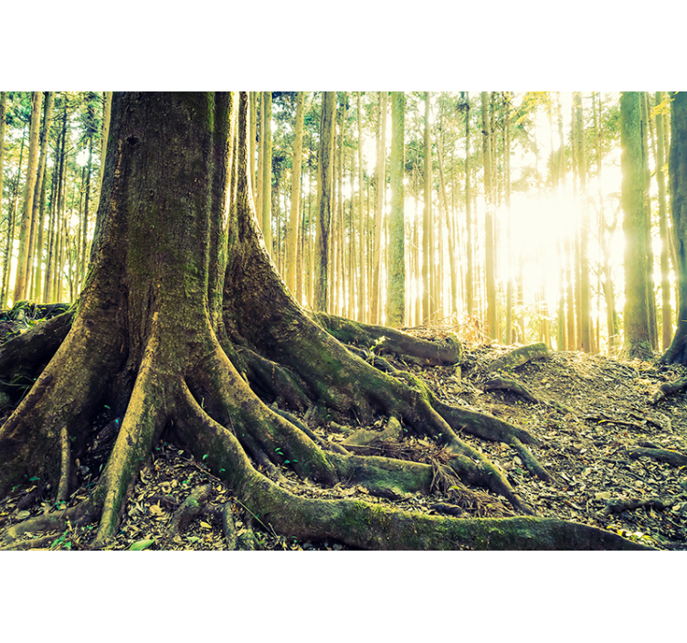 Arany erdő napsugarak természet falfestmény - TenStickers