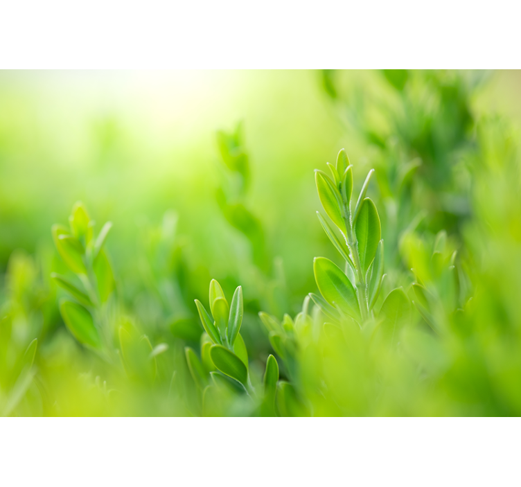 Bokros zöldellés természeti falikárpitok - TenStickers