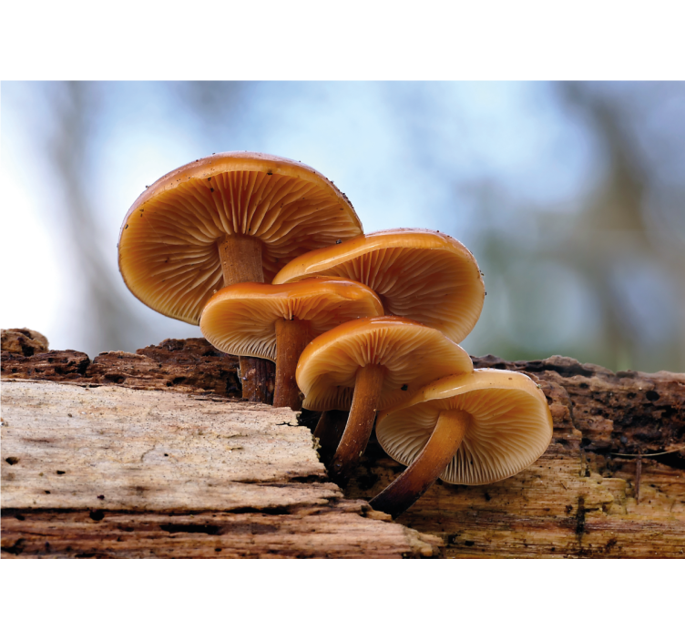 Gomba csoport virág falfestmények - TenStickers