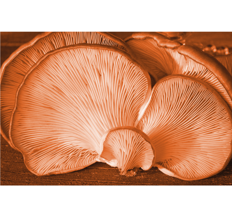 Gomba textúra falfestmények virágokkal - TenStickers