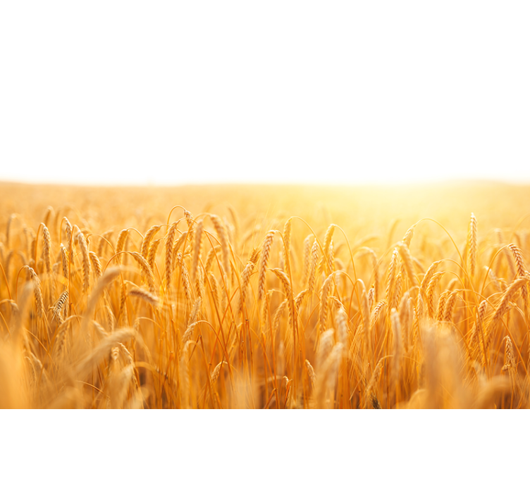 Aranybúza rét természeti falikárpitok - TenStickers