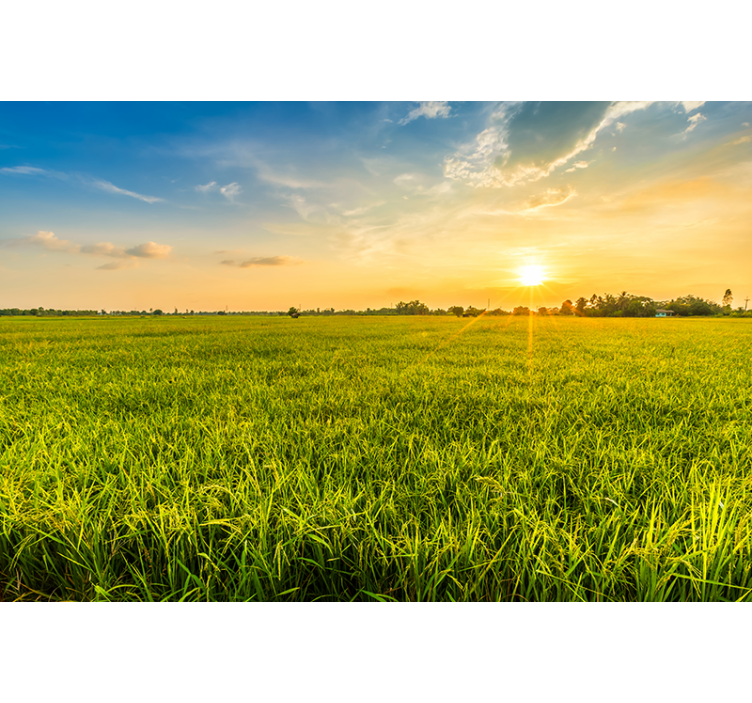 Naplemente zöldmezők falfestmények - TenStickers