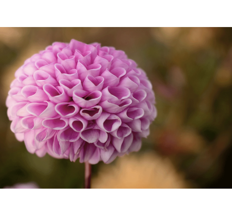 Rózsaszín virág gömb falfestmények - TenStickers