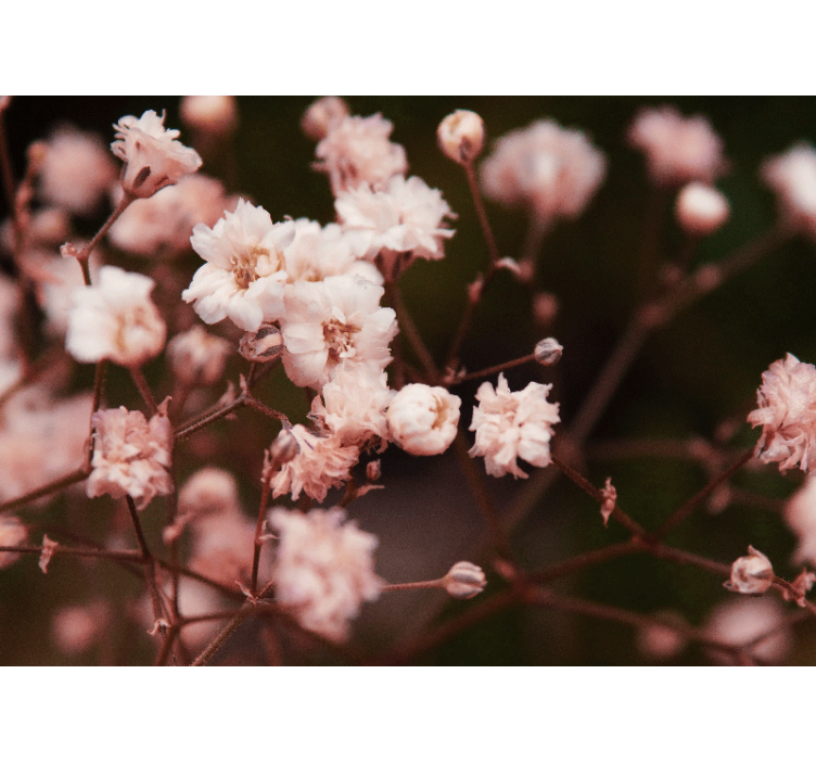 Finom virágzó virágfalfestmények - TenStickers