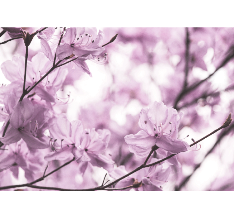 Finom rózsaszín virágok Virág fototapéta - TenStickers