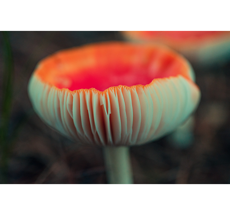 Elegáns mák falfestmények - TenStickers