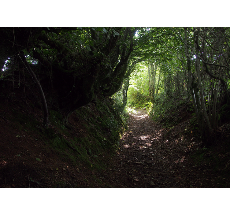 Erdei festmények - erdő ösvény nyomvonal - TenStickers