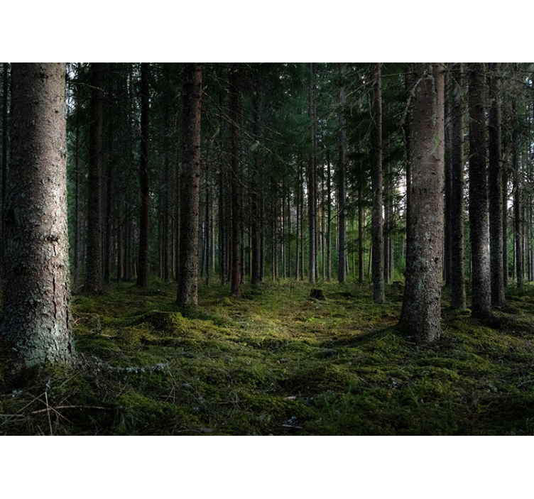 Derűs táj Erdei festmények - TenStickers