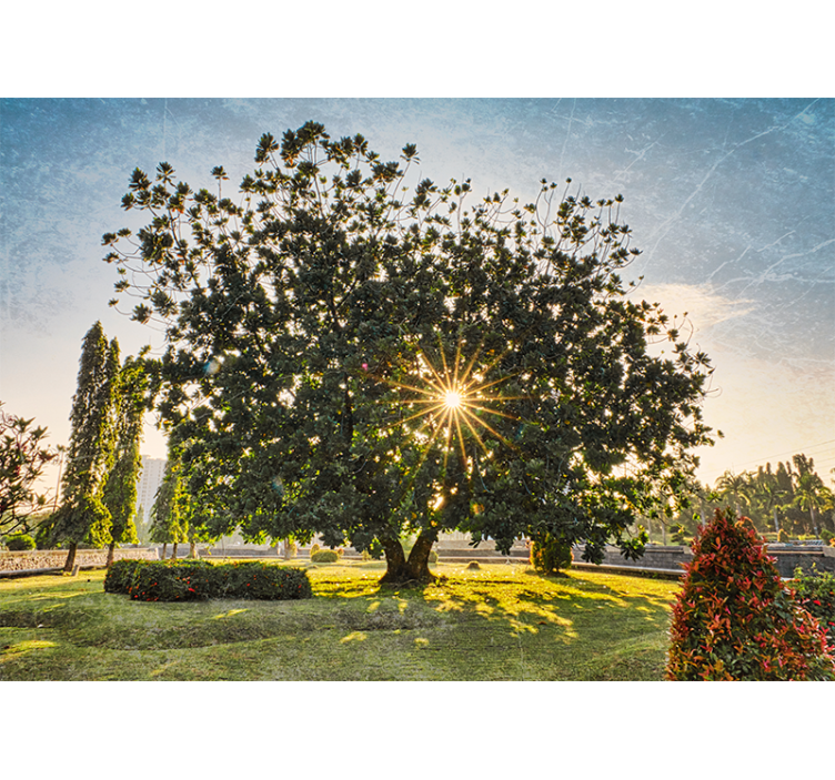 Napfényes fák nézőpontja természeti falikárpitok - TenStickers