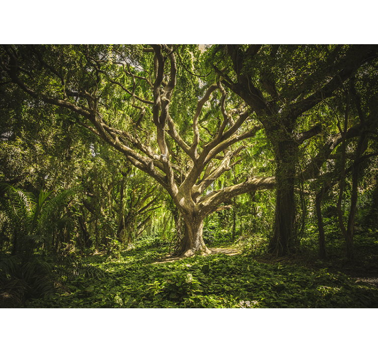 Fenséges fa lombkorona erdei festmények - TenStickers