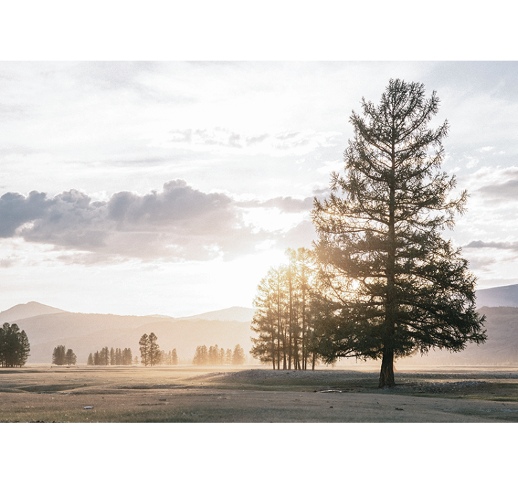 Nyugodt fenyő siluett természeti falikárpitok - TenStickers