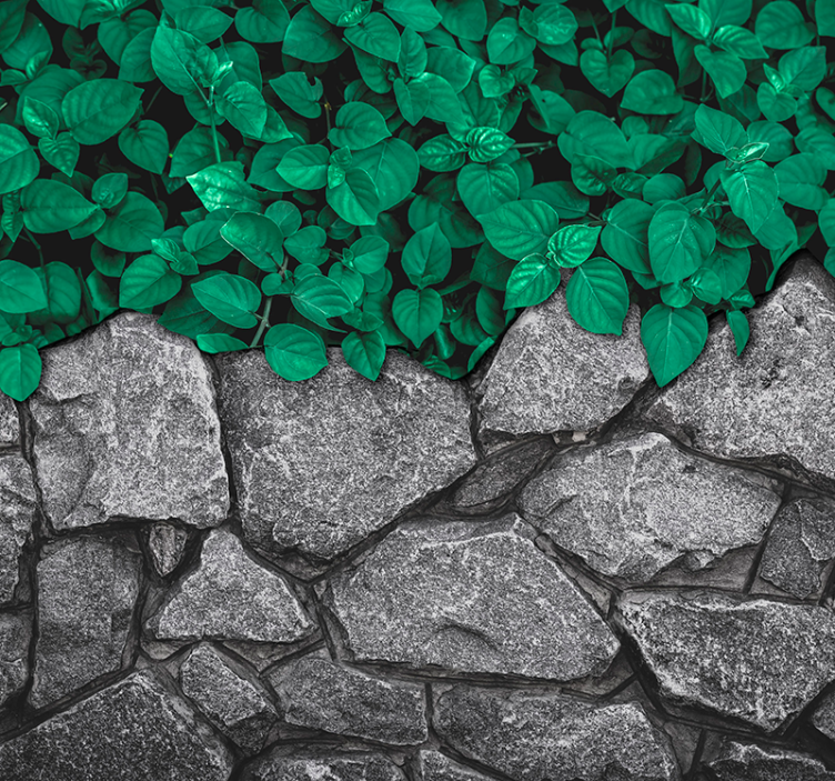 Buja zöld kontraszt Természeti falikárpitok - TenStickers