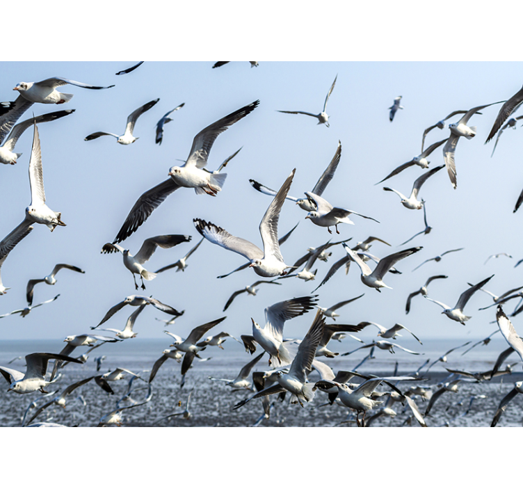 Gulls in motion - madarak mozgásban Állati falfestmények - TenStickers