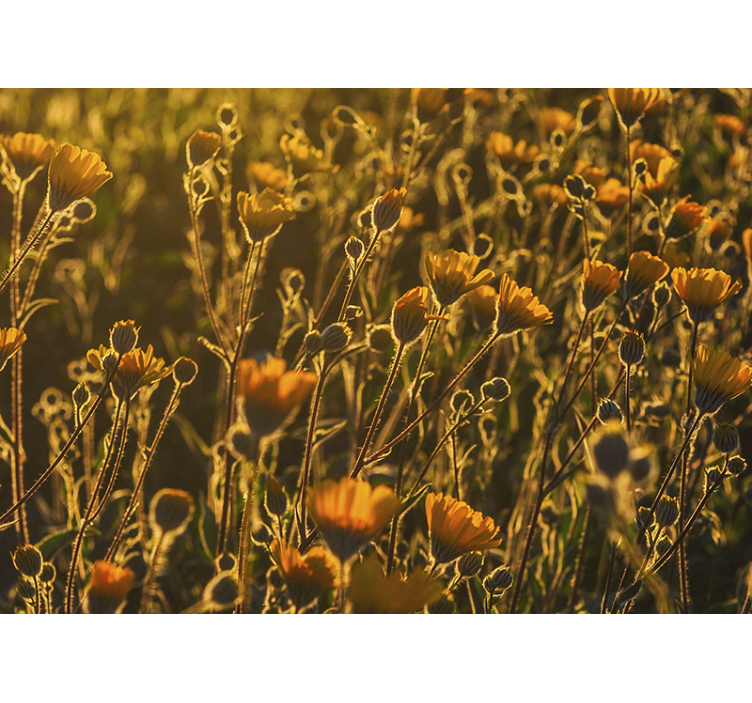 Meleg mákvirág jellegű falfestmény - TenStickers