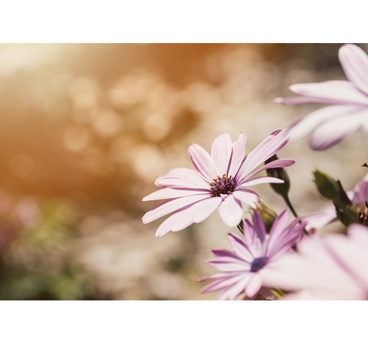 Rózsaszín virágzás falfestmények - TenStickers