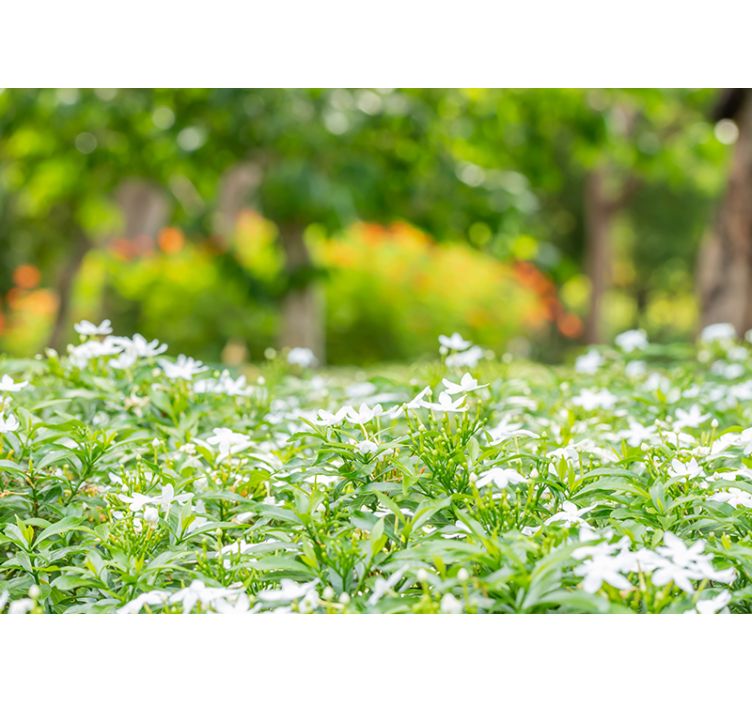 3d erdő a fák a szerelem falfestmény - TenStickers