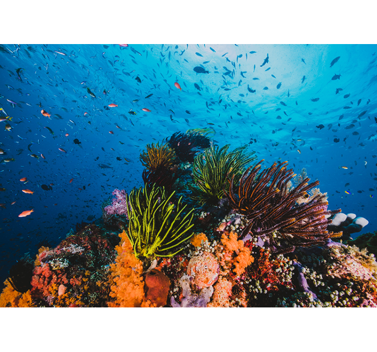 Tengeri falikárpit - vízalatti korall paradicsom - TenStickers