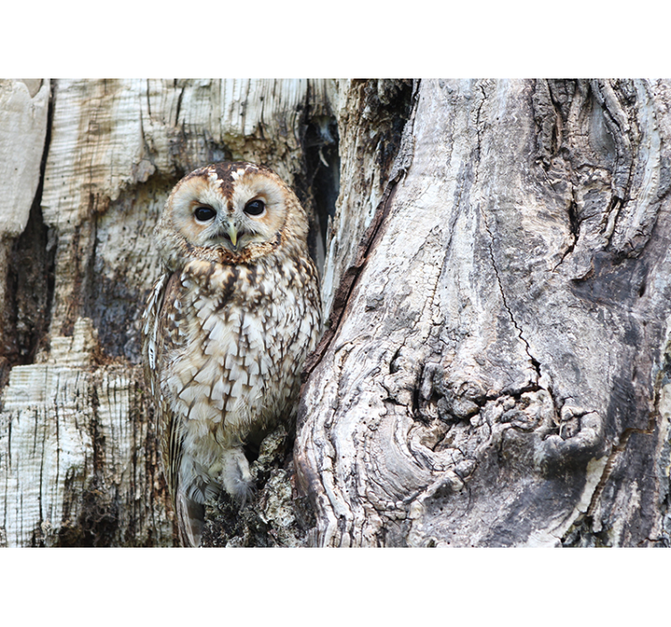 álcázott bagoly falfestmény - TenStickers