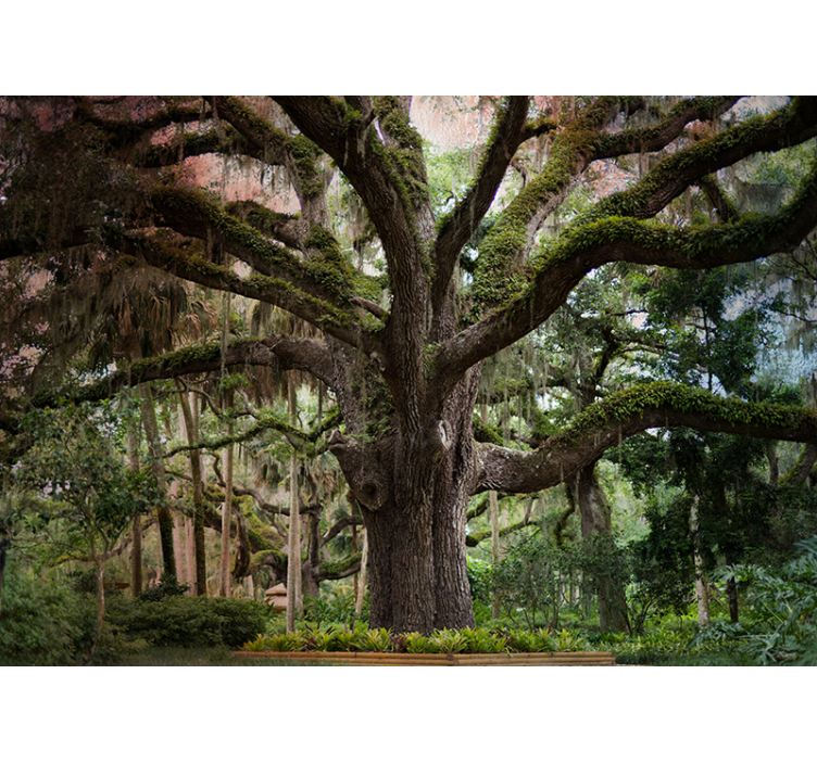 Fenséges tölgyfa Erdei festmények - TenStickers